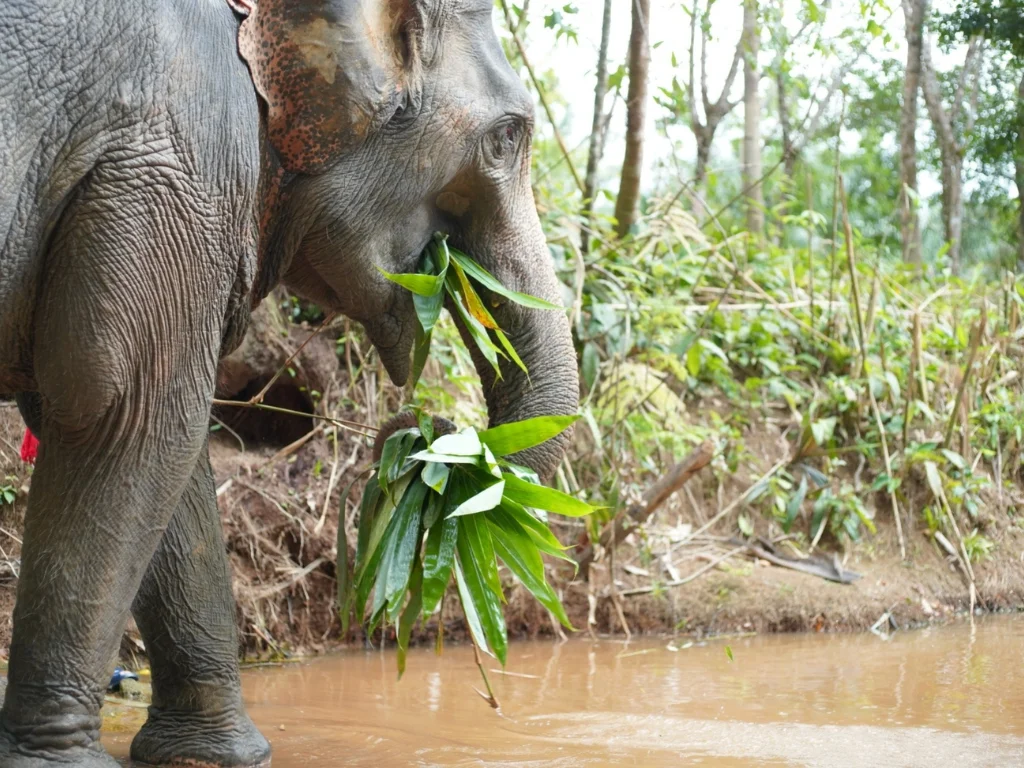 Top 5 Things to Do at an Ethical Elephant Sanctuary in Khao Lak